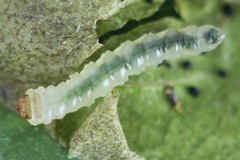 Fenusa ewaldi