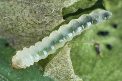 Fenusa ewaldi