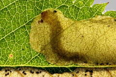 Fenusa ewaldi