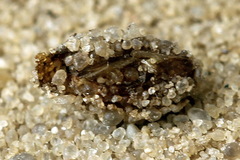 Fenusa ewaldi