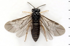 Fenusa ewaldi