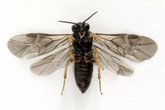 Fenusa ewaldi