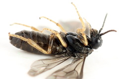 Fenusa ewaldi
