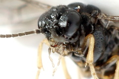 Fenusa ewaldi