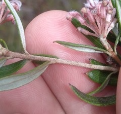 Grevillea sphacelata