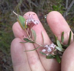 Grevillea sphacelata