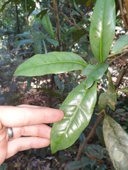 Beilschmiedia elliptica