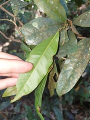Beilschmiedia elliptica