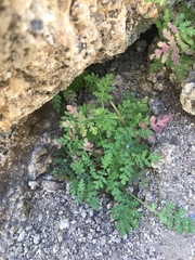 Hydrophylloideae