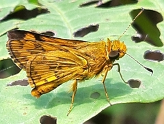 Potanthus confucius