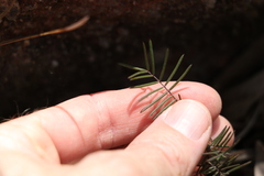 Gompholobium pinnatum