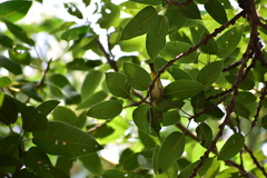 Zosterops palpebrosus