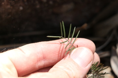 Gompholobium pinnatum