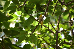 Zosterops palpebrosus