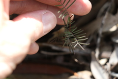 Gompholobium pinnatum