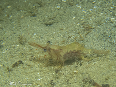 Palaemon intermedius