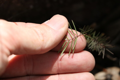 Gompholobium pinnatum