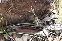 Gompholobium pinnatum