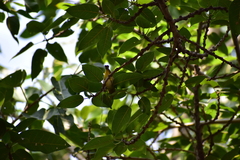 Zosterops palpebrosus