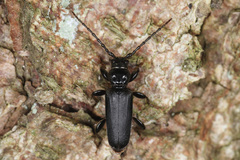 Tetropium castaneum