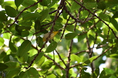 Zosterops palpebrosus