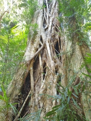 Ficus watkinsiana