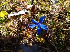 Gentiana verna