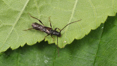 Molorchus umbellatarum