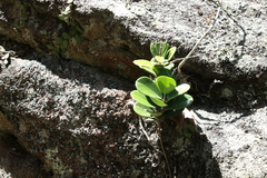Hoya australis australis