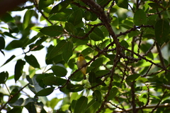 Zosterops palpebrosus