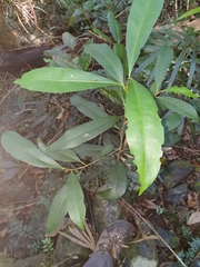 Planchonella australis