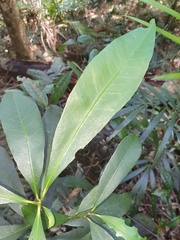 Planchonella australis