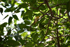 Zosterops palpebrosus