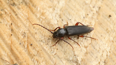 Tetropium castaneum