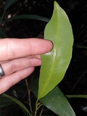 Planchonella australis