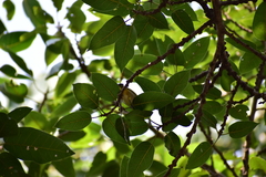 Zosterops palpebrosus