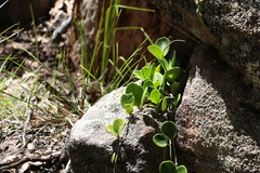 Hoya australis australis