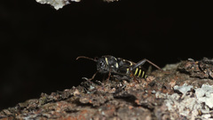 Xylotrechus antilope