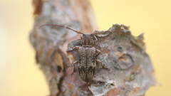 Exocentrus adspersus