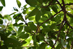 Zosterops palpebrosus