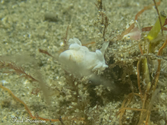 Trapania aureopunctata