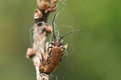 Anaesthetis testacea