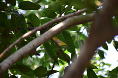 Zosterops palpebrosus