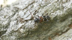 Phymatodes alni