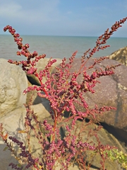 Suaeda maritima maritima