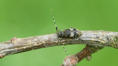 Leiopus linnei