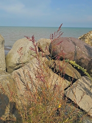 Suaeda maritima maritima