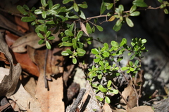 Hibbertia aspera