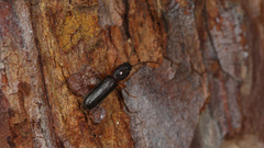 Nothorhina punctata