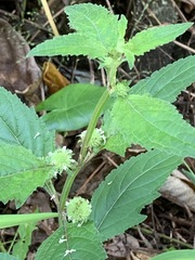 Hyptis capitata